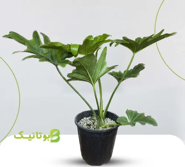 Philodendron-Selloum