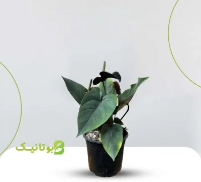آنتریوم بلک