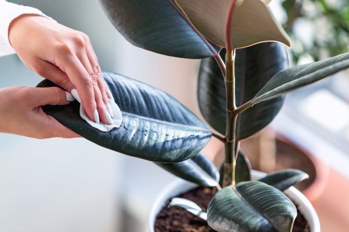 زرد شدن و ریز برگ از جمله معایب نگهداری فیکوس است