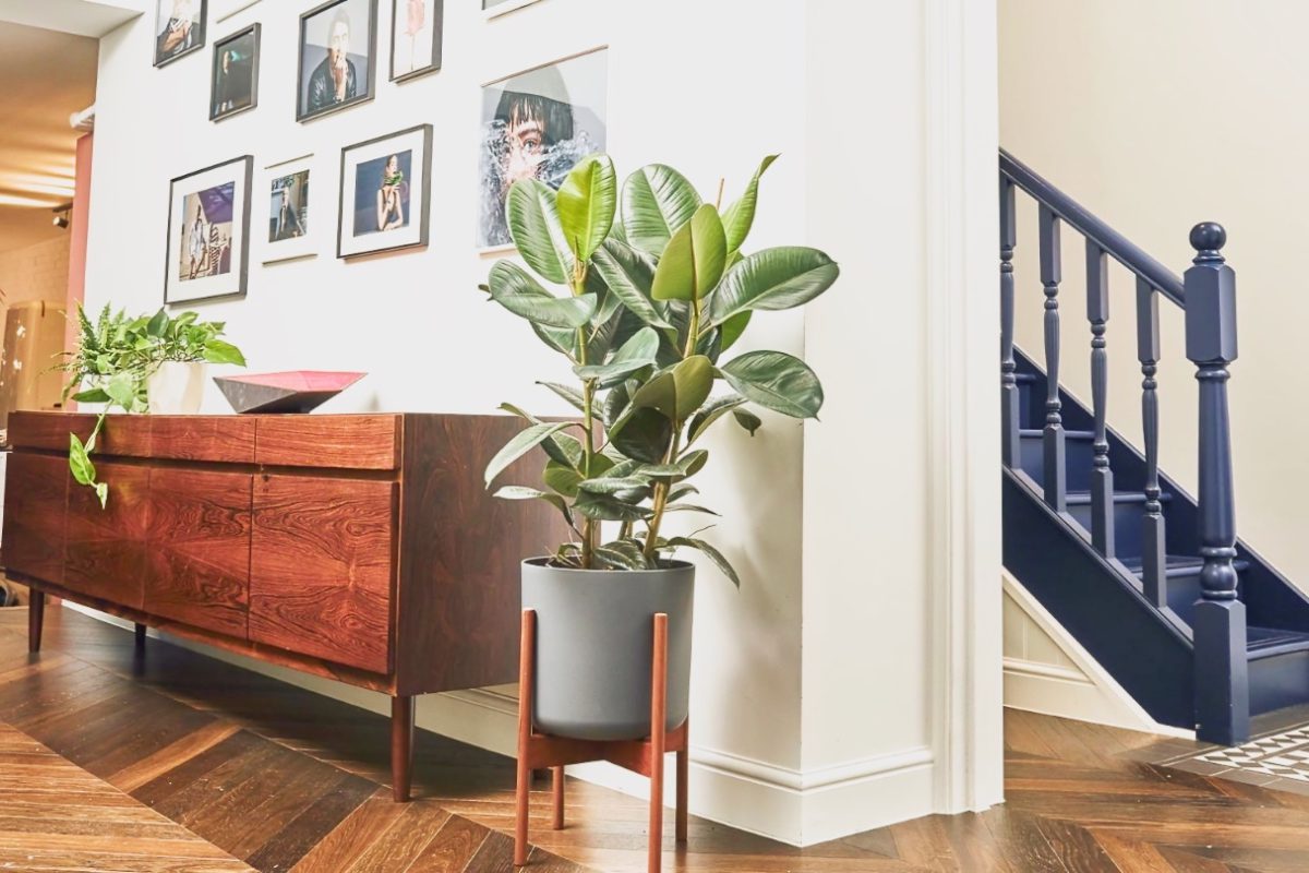 آشنایی با گیاه فیکوس