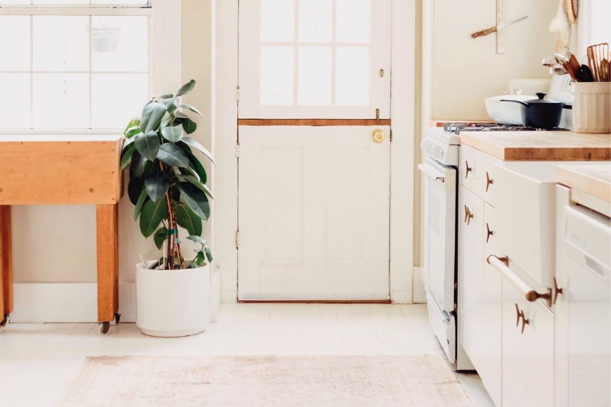 مشکلات و دشواری های نگهداری فیکوس