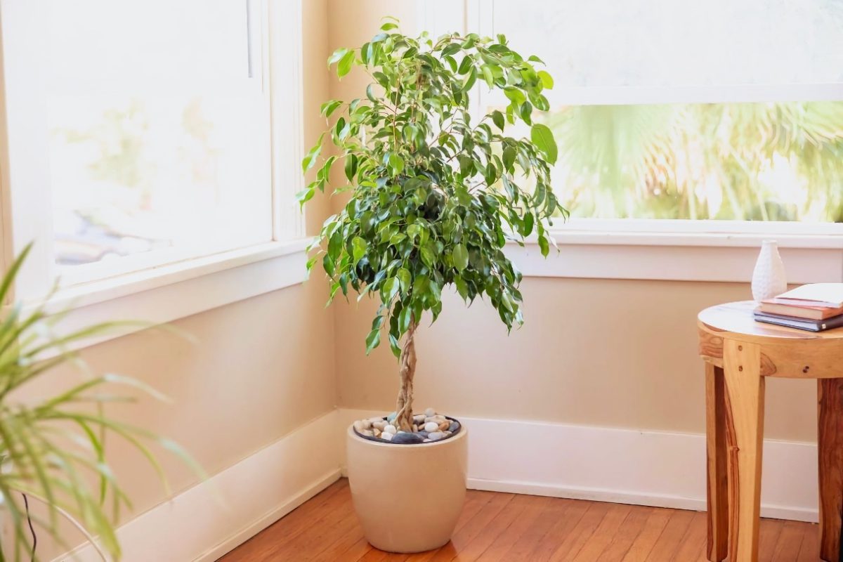 درختچه فیکوس در خانه