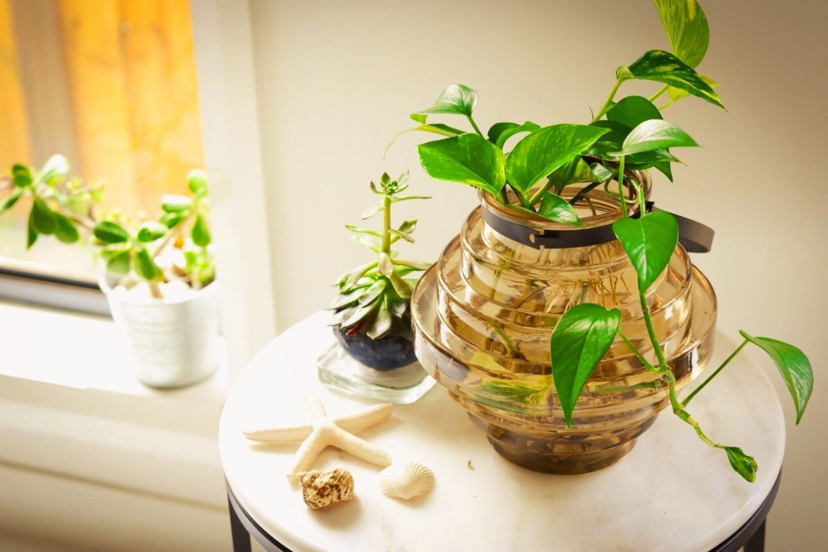 شرح ویژگی های گیاه پوتوس