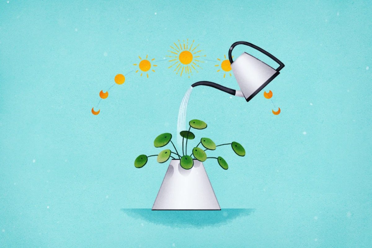 روش نگهداری گیاهان آپارتمانی 4