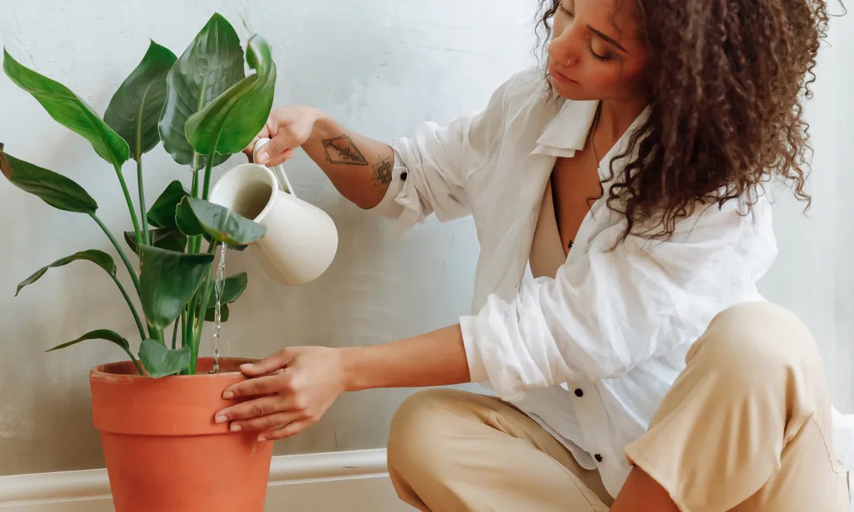 روش نگهداری گیاهان آپارتمانی 9