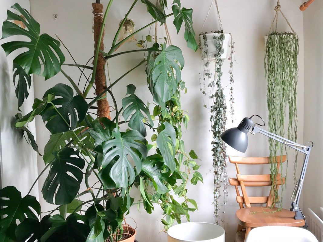 روش نگهداری گیاهان آپارتمانی 6