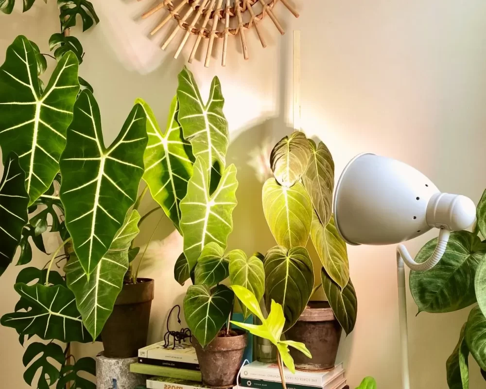 نور مصنوعی برای گیاهان خانگی و گلدانی