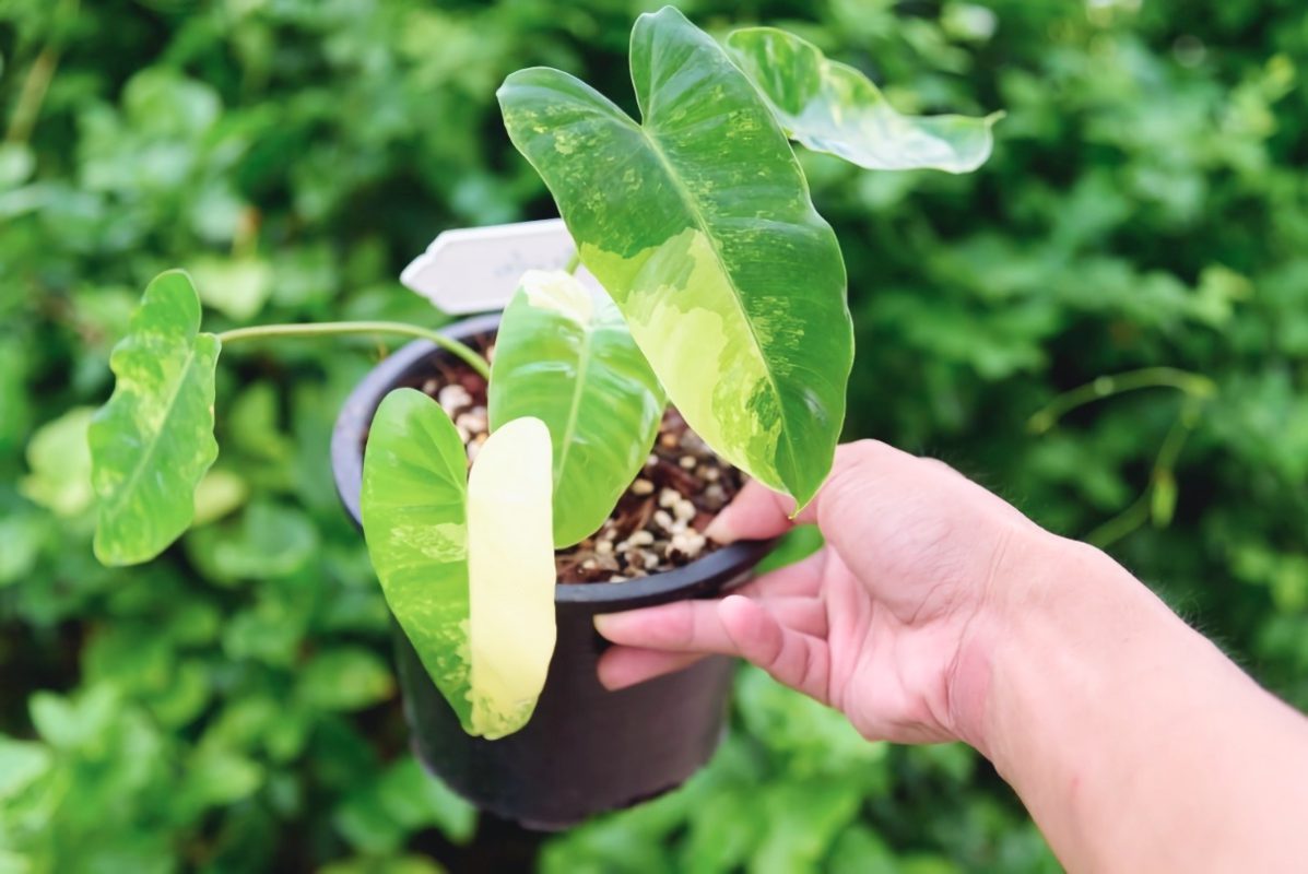 معرفی فیلودندرون