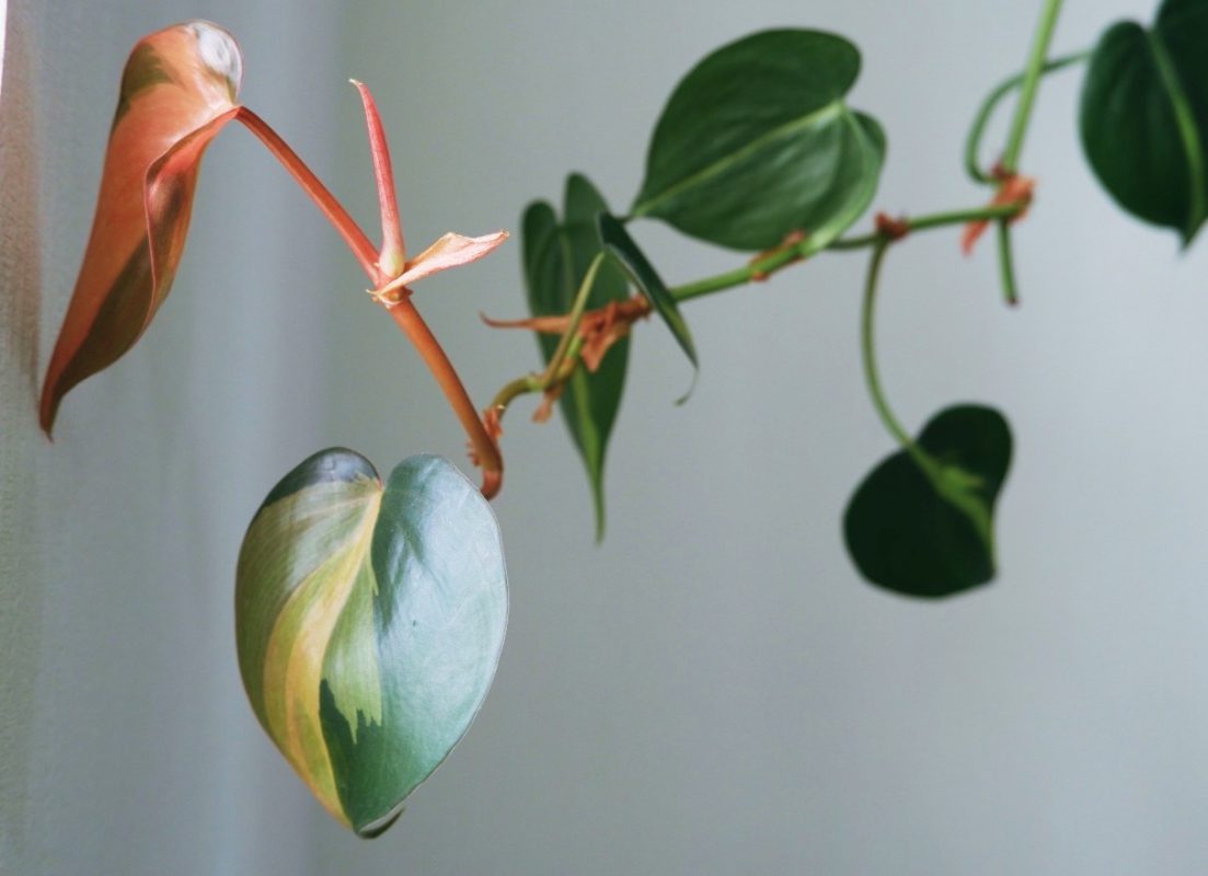 شرایط نگهداری فیلودندرون