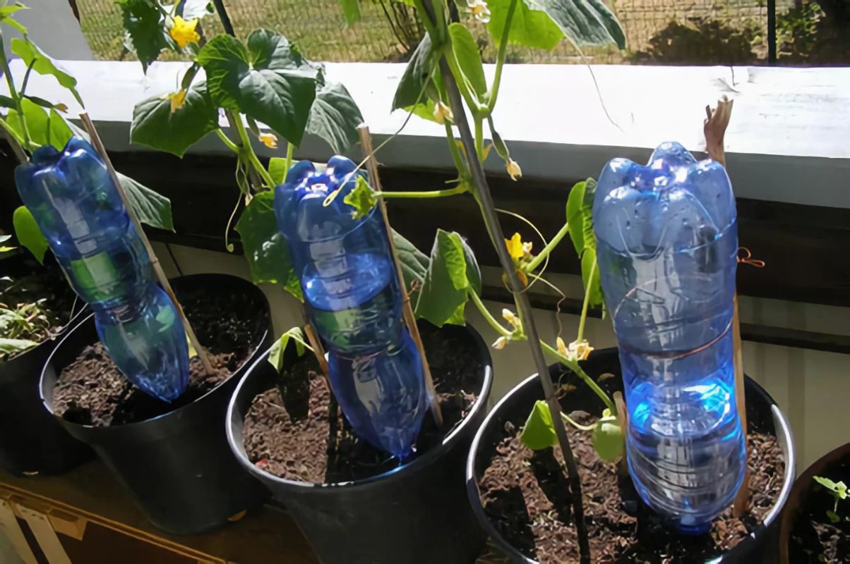 نگهداری آبیاری گیاه در هنگام مسافرت به روش بطری آب وارونه 
