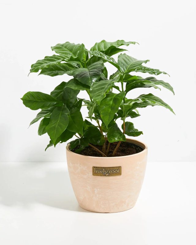 گیاه قهوه، گلدانی مناسب برای روی میز دفتر کار است