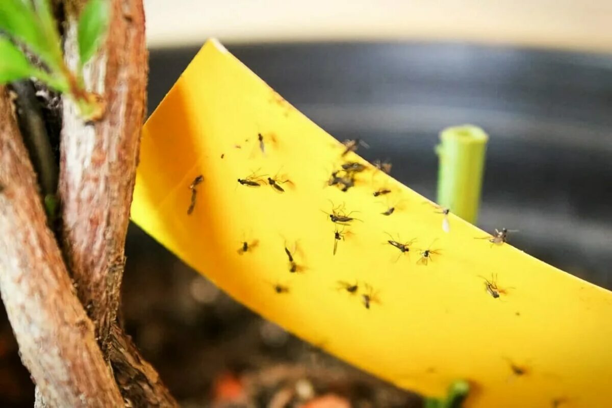  علت وجود پشه‌های سیاه در خاک آگلونما