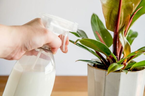 ریختن شیر پای گیاه فیکوس