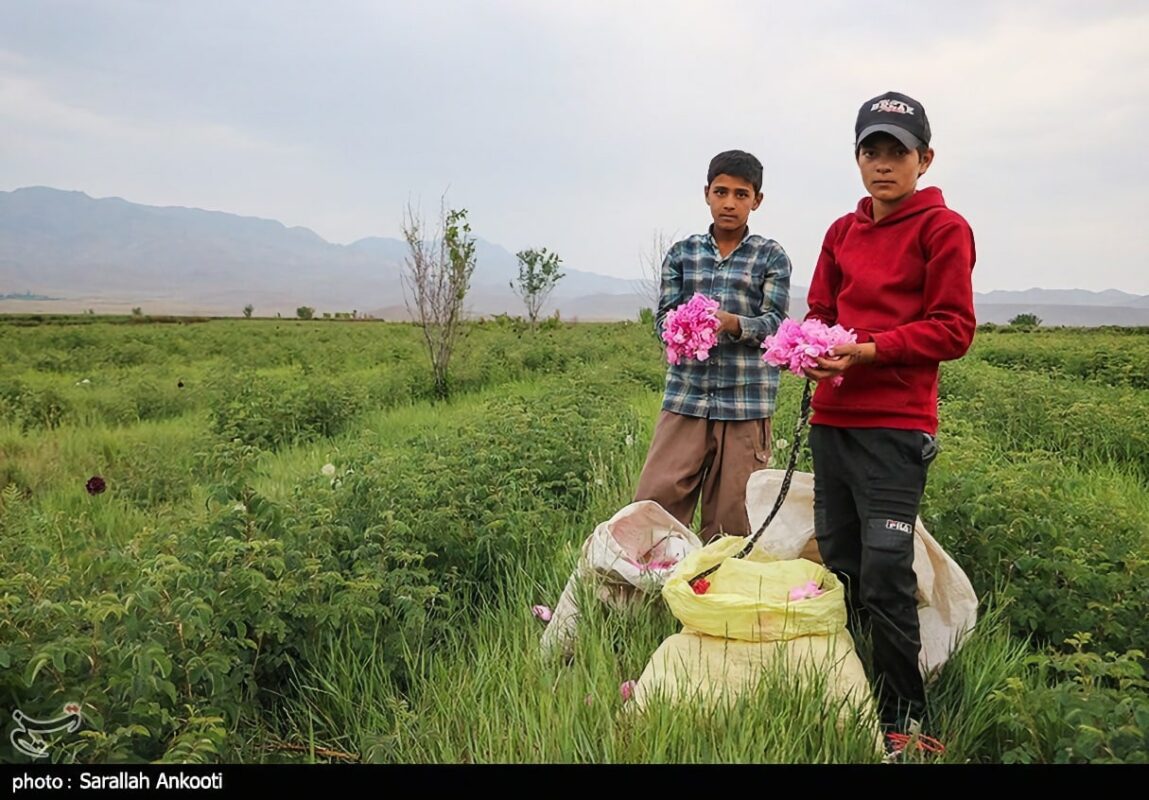 کشاورزان کرمانی در حال کشت گل محمدی در لاله زار