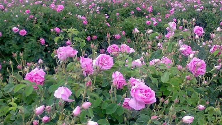 گل های محمدی در لاله زار