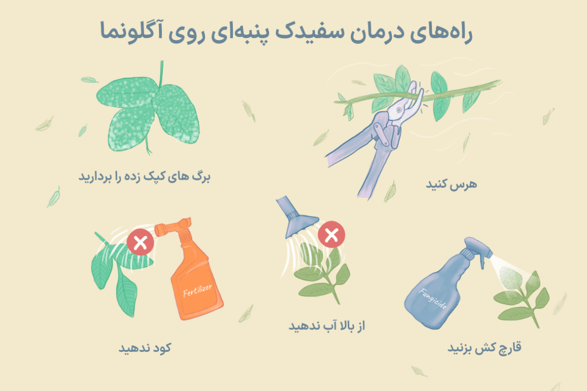 اینفوگرافی درمان سفیدک پنبه‌ای روی آگلونما