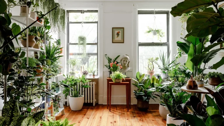 نکات نگهداری گیاهان در آپارتمان های کوچک