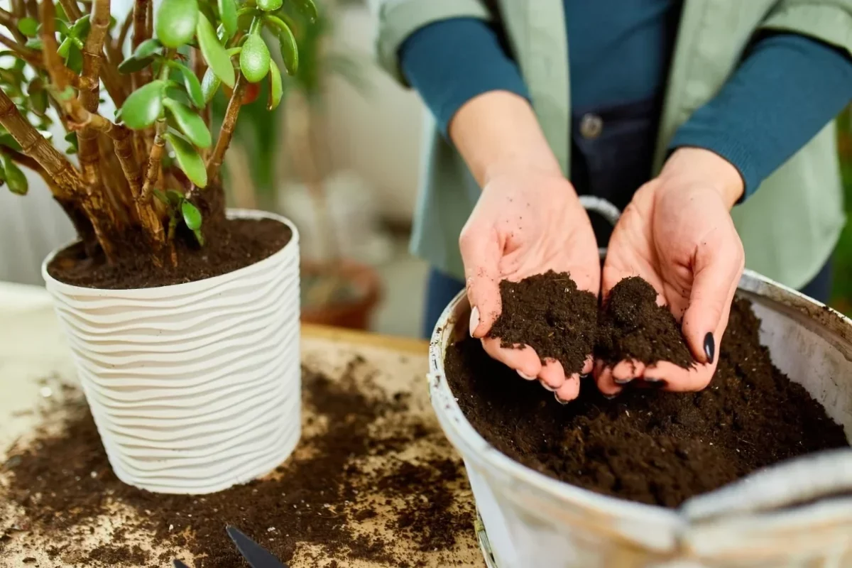 فردی در حال نمایش خاک استاندارد گیاه در دست