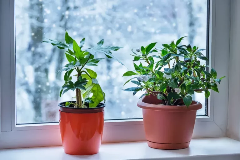 دو گلدان گیاه خانگی در کنار پنجره زمستانی
