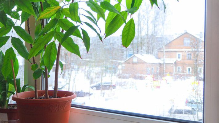 اشتباهات نگهداری گیاهان در زمستان